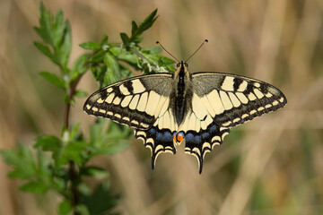 Old World swallowtail (Papilio machaon)