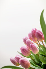 Pink tulips border at white background. Springtime flowers