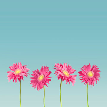 Pretty Pink Gerbera Daisies At Blue Background, Front View. Border