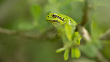 European tree frog (Hyla arborea) on a branch