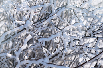 Snow tree icicle. Winter natural background. The bright sun highlights the fragile icicle. The concept of melting snow, warm spring rays. Snow-covered black branches in close-up on a blurry background