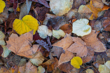 Closeup view of colorful fallen autumn leaves with hoar frost