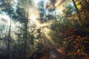 sun rays in misty autumn forest
