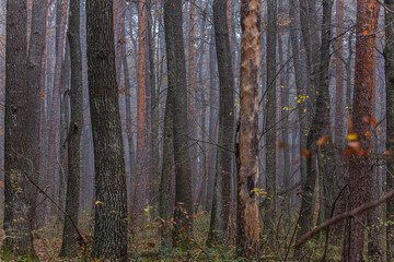 misty autumn forest 
