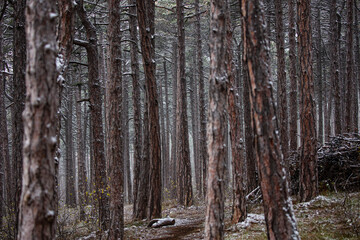 Fototapeta na wymiar winter forest background