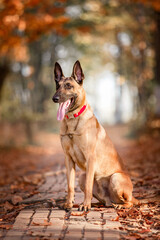 Belgian Shepherd Malinois standing in fallen leaves in the public park.  Fall, autumn. Happy dog on the walk