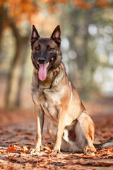 Belgian Shepherd Malinois standing in fallen leaves in the public park.  Fall, autumn. Happy dog on the walk