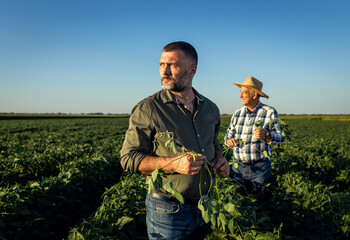 Fototapeta Portrait of two farmers in a soy field. obraz