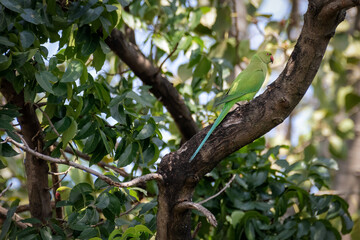 Ringnecked parakeet, bird is perching on tree branch in a big tree. Nature and wildlife concept.