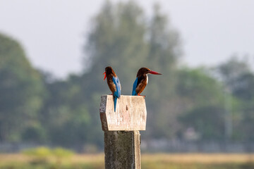 Two White throated Kingfisher perched on old wooden sign. Birdwatching. Nature and wildlife concept.