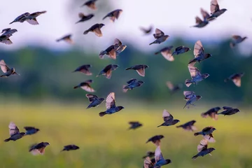 Fotobehang Vogels Many birds are flying as flock birds in order to find food for survival and safety. Birdwatching. Nature and wildlife concept.   © Jack