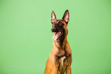The Belgian Shepherd, The Malinois dog on green background