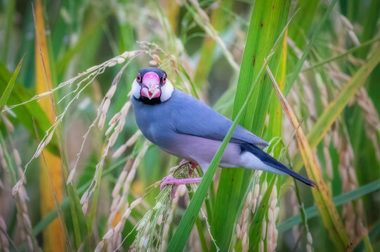 Sakura Java Sparrow is eating rice and perching in rice fields. Bird is staring to photographer with rice in its mouth. Birdwatching. Nature and wildlife concept.