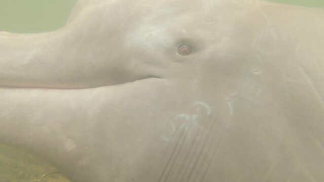 curious river dolphins swimming in an Amazon river