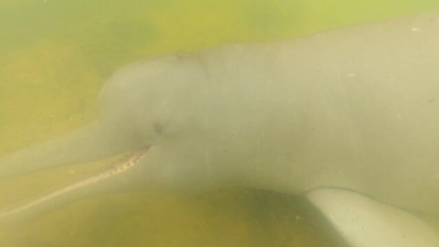 River dolphin biting a bather's foot