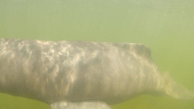 river dolphin playing at camera direction