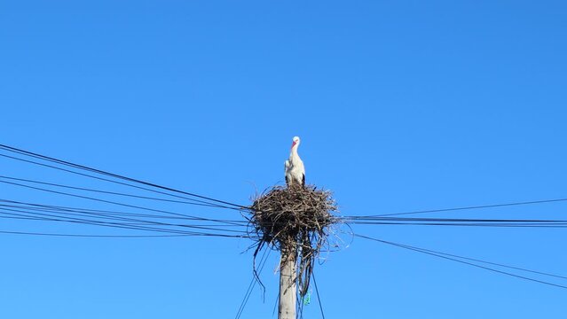 Stork sitting on nest above telephone pole in Comporta, Portugal on clear sunny day