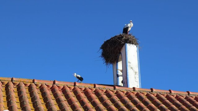 Two storks sitting on nests on top of buildings, Comporta, Portugal