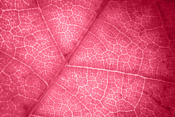 Macro photo of autumn foliage. viva magenta leaf texture background