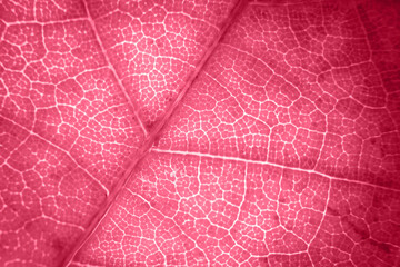 Fototapeta na wymiar Macro photo of autumn foliage. viva magenta leaf texture background