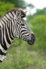 Fototapeta na wymiar Beautiful portrait of a Plains Zebra with a lush green background, Kruger National Park.
