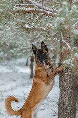 Fototapeta na wymiar Belgian Shepherd Dog running and jumping. Malinois dog in winter landscape