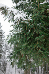 Fir trees covered with snow in winter forest close up	