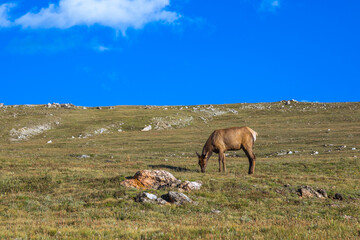 Elk Cows on the Slopes of Rocky Mountain National Park, Colorado