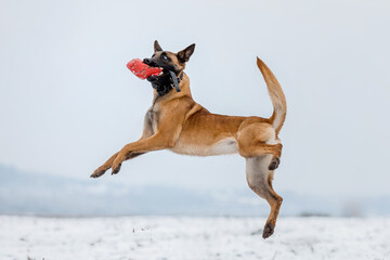 Belgian Shepherd Dog running and jumping. Malinois dog in winter landscape