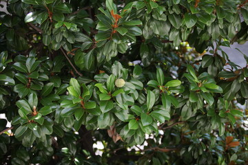green leaves background