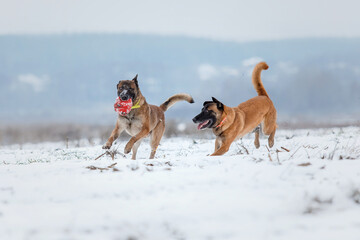 Fototapeta na wymiar Belgian Shepherd Dog running and jumping. Malinois dog in winter landscape