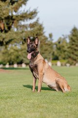 Belgian Shepherd Malinois running on the grass. Summertime. Happy dog on the walk