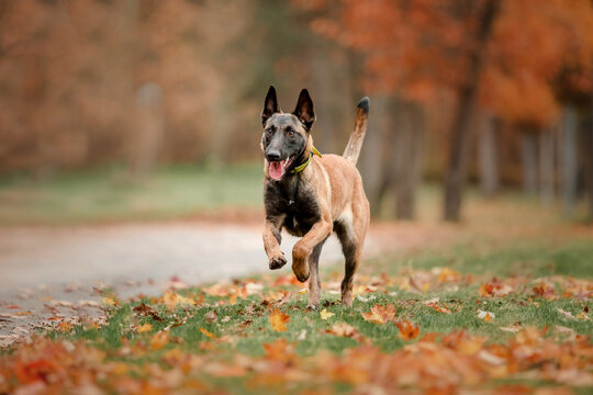Belgian Shepherd Malinois running. Fall, Autumn. Happy dogs on the walk. Two dogs playing together