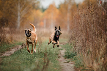 Belgian Shepherd Malinois running. Fall, Autumn. Happy dogs on the walk. Two dogs playing together