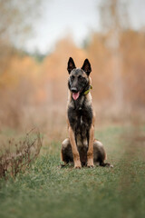 Belgian Shepherd Malinois running. Fall, Autumn. Happy dogs on the walk. Two dogs playing together