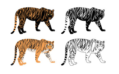 Naklejka premium Set of realistic tigers in different poses. Animals. Big cats. Predatory mammals.