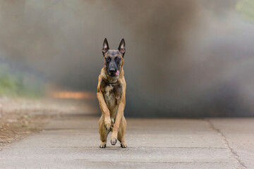 Belgian Shepherd Malinois dog outdoor. Dog with colorful smoke