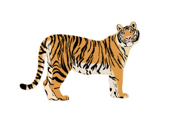 Vector tiger  illustration. Simple design of tiger silhouette, Animals. Big cats. Predatory mammals.
