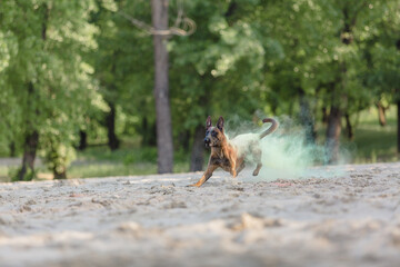 Fototapeta na wymiar Belgian Shepherd dog playing on the beach with holi colors. Holi festival. Dog holi photo. Malinois dog