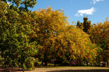 Naklejka premium Orange Australia, autumn colours in public park