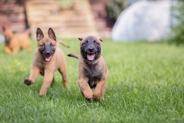 Belgian Shepherd (Malinois) puppy playing on the backyard. Kennel. Dog litter. Puppy on the green...