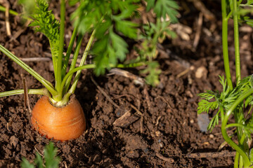 Récolte au potager familial - gros plan sur des carottes multicolore venant d'être arrachée de...