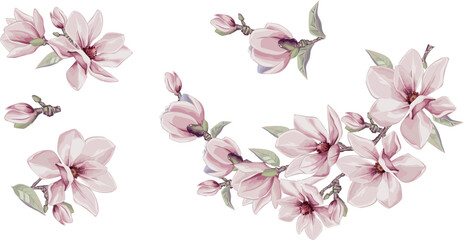 Magnolia flowers vector elements. Isolated watercolor bouquets in summer style.  Design wedding decor.