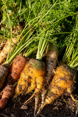 Récolte au potager familial - gros plan sur des carottes multicolore venant d'être arrachée de...