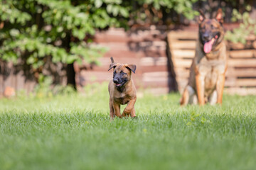 Belgian Shepherd (Malinois) puppy playing on the backyard. Kennel. Dog litter. Puppy on the green grass