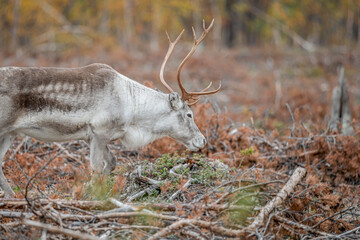 Reindeer Rangifer tarandus Herd and young calf spotted in northern part of Swedish Lappland Sweden jokkmokk