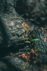 A tree sapling sprouts among dry trunks