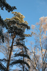 Winter forest in hoarfrost,