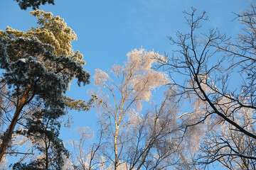 Winter forest in hoarfrost,