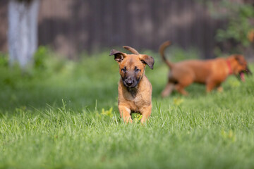 Belgian Shepherd (Malinois) puppy playing on the backyard. Kennel. Dog litter. Puppy on the green grass